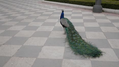 Peacock-shakes-feathers-and-closed-tail-lying-on-tiled-floor-at-garden,-Cecilio-Rodriguez,-in-Retiro-Park,-Madrid