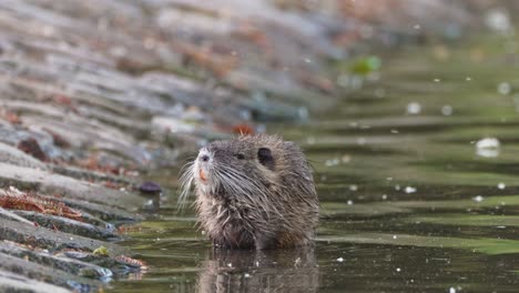 Single-Nutria--Chewing-wading-in-river