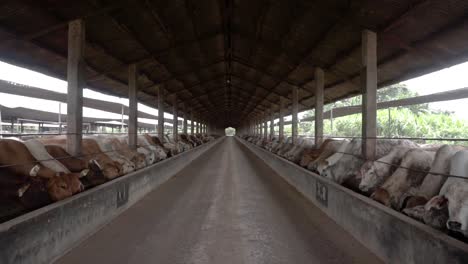 Kühe-Füttern-Auf-Dem-Bauernhof