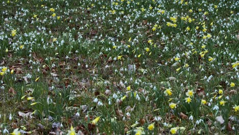 A-field-full-of-blooming-daffodil-flowers
