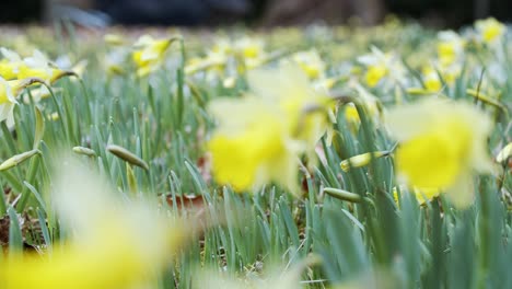 A-sliding-shot-of-daffodil-flowers-in-bloom