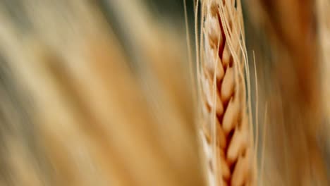 Macro-close-up-on-single-strand-of-wheat-in-wheat-farm-field