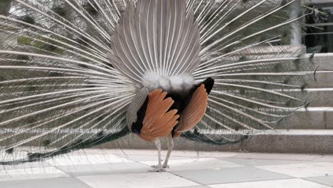 Magnificent-peacock-courtship-display