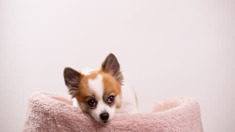 Nahaufnahme-Eines-Glücklichen-Kleinen-Hundes,-Eines-Welpen,-Der-Auf-Einem-Rosa-Teppich-Mit-Einer-Rosa-Wand-Im-Hintergrund-Liegt