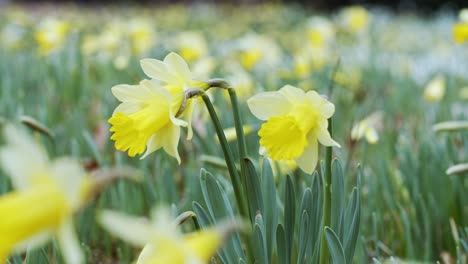Locked-off-medium-shot-of-a-field-of-daffodils