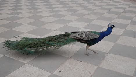 Profile-of-peacock-walking-with-train,-feather-tail,-closed