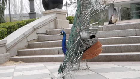 Peacock-walking-with-open-tail