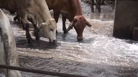Cerca-De-Vacas-Bebiendo-Agua-En-La-Granja-Durante-El-Calor-Del-Verano