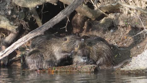 Nutria-Myocastor-Coypus-family-cleaning-themselves-at-the-entrance-to-their-den