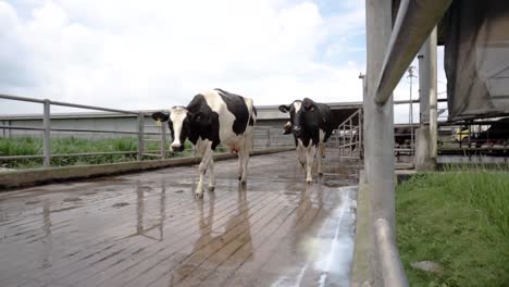 Rinderkuh,-Die-In-Einer-Biologischen-Farm,-Milchproduktion,-In-Einer-Linie-Läuft