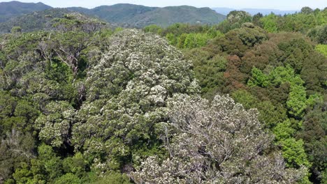 Aerial-View-Of-Eucryphia-Cordifolia-Trees-In-Forest-Hillside-In-Chile