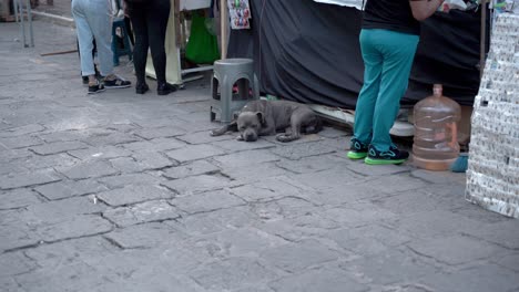 Grey-dog-resting-on-the-ground-in-the-street
