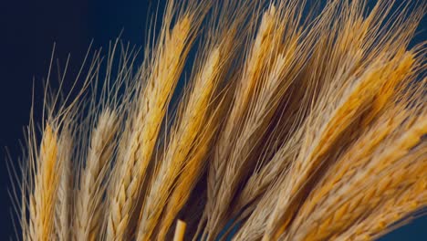Close-up-on-bunch-of-wheat-grass,-dark-studio-background