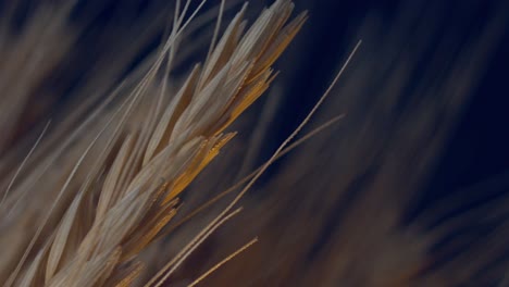 Close-up,-golden-light-shining-on-wheat-grass