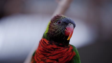 Retrato-Macro-De-Un-Colorido-Pájaro-Loriini
