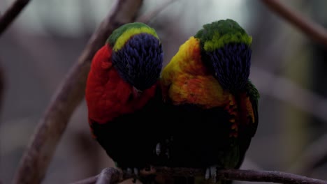 Zwei-Rainbow-Lorikeet-Papageien-Pflegen---Nahaufnahme