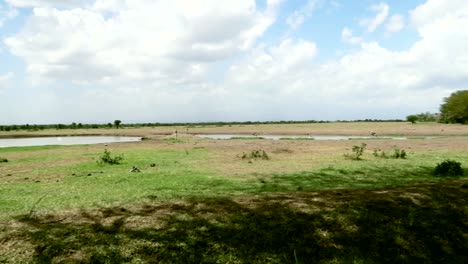 Pan-right-shot-over-water-ponds-on-the-savanna-as-vultures-drinking-on-a-sunny-day