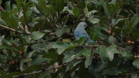 Blue-Grey-Tanager-Hanging-on-Branch