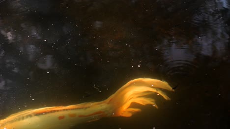 Goldener-Fisch-Schwimmt