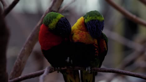 Adorable-Pair-Of-Colorful-Rainbow-Lorikeet-Resting-On-Tree-Branches