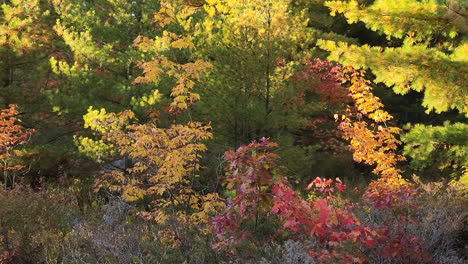 Herrlicher-Herbstwald-In-Kanada