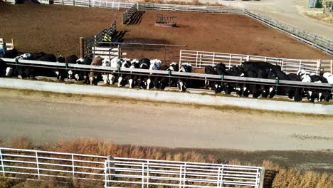 truck-shot-of-Farmer-feeding-cows-on-a-dairy-farm