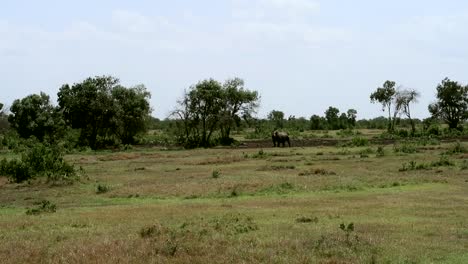 Distant-sighting-of-an-alert-black-rhino-on-Kenya's-green-plains