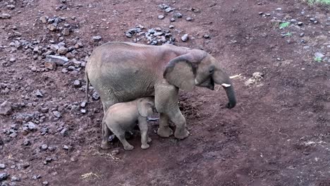 Close-up-shot-of-a-young-elephant-cuddling-into-its-mother-for-protection