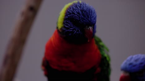 Macro-De-Un-Colorido-Pájaro-Lorikeet-En-Hábitat-Natural