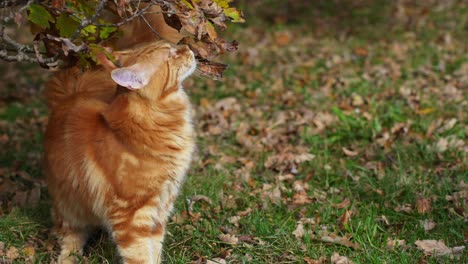 Close-up-of-big-orange-tabby-Maine-Coon-cat-leaving-its-trail-in-the-garden