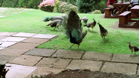 Group-of-several-peacocks-eating-in-grass-of-hotel-backyard-garden