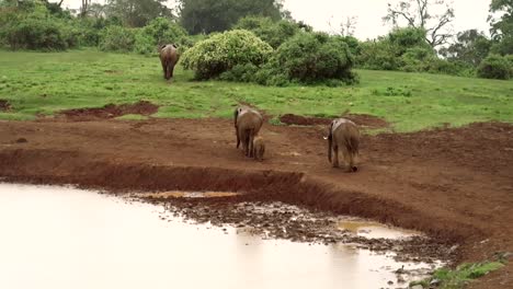 Hand-held-shot-of-a-young-elephant-following-its-parents-around-the-water