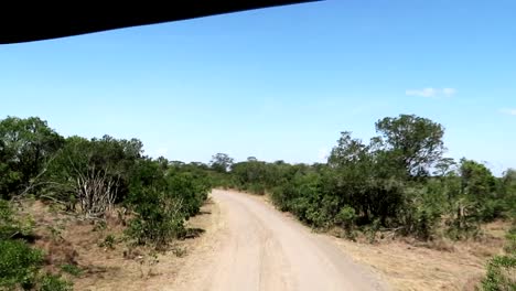 Safari-expedition-enters-the-Sweetwaters-Chimpanzee-Sanctuary-on-a-dirt-road