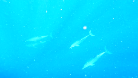 Grupo-De-Delfines-Nadando-En-Las-Aguas-Turquesas-De-Zanzíbar,-Tanzania
