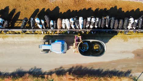 Bird's-eye-view-drone-shot-of-Farmer-feeding-cows-on-a-dairy-farm