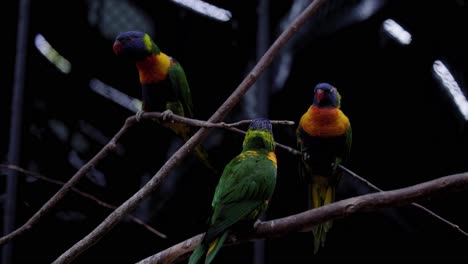 Schöne-Regenbogenlorikeets,-Die-Auf-Ästen-Im-Zoopark-Ruhen
