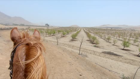 Chestnut-Horse-Riding-POV-through-sunny-arid-deserted-farmland-path