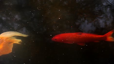 golden-fish-on-the-big-pond