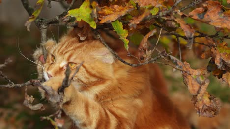 Close-up-of-orange-tabby-Maine-Coon-cat-playing-with-the-branches-of-an-oak-tree