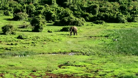 Giant-male-elephant-walking-alone-in-the-green-grass-towards-a-pond-on-the-savanna