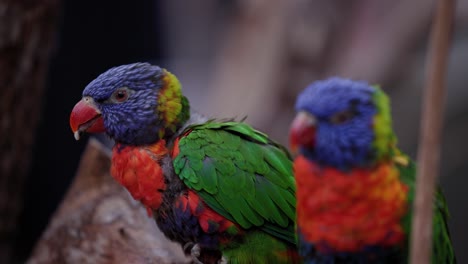 Rainbow-Lorikeet-Bird-In-Pair-Perching-On-Trees-With-Blurry-Background
