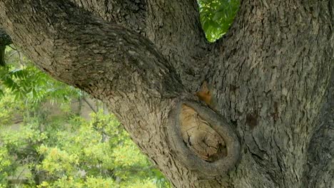Eichhörnchen-Klettern-Auf-Der-Suche-Nach-Nahrung-Auf-Bäume