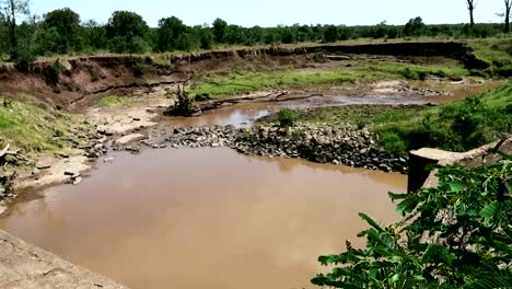 Tilt-up-shot-to-a-muddy-brown-pond-in-Africa,-on-a-dry-sunny-day,-surrounded-by-greenery