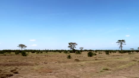 Handheld-shot-from-a-jeep-over-a-dry-savanna-landscape-with-trees-and-bushes-on-a-sunny-day