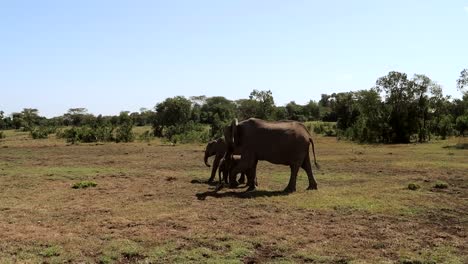 Vista-Estática-De-La-Pequeña-Familia-De-Elefantes-Caminando-Y-Pastando-En-Kenia,-África