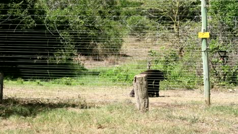 Chimpanzee-behind-fence-in-Sweetwaters-Chimpanzee-Sanctuary,-African-National-Park