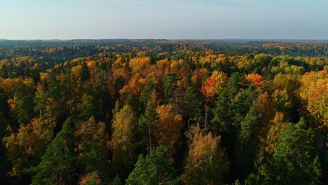 Treetops-of-forest-in-typical-fall-foliage-colors---aerial-pullback