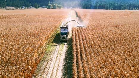 Rückwärts-über-Landwirtschaftliche-Fahrzeuge-Geschossen,-Die-Während-Der-Erntezeit-Mais-Sammeln