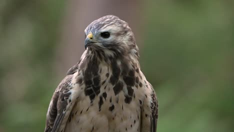 Portrait-shot-of-Wild-Common-Buzzard-with-black-eyes-watching-after-Prey,-close-up-slow-Motion