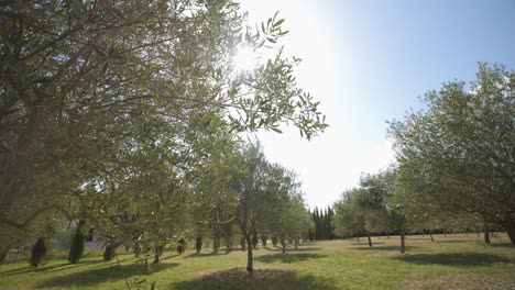 Rotating-plane-in-an-olive-grove-in-the-south-of-France